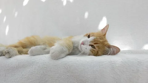 Red fluffy cat playing Stock Footage 199618546