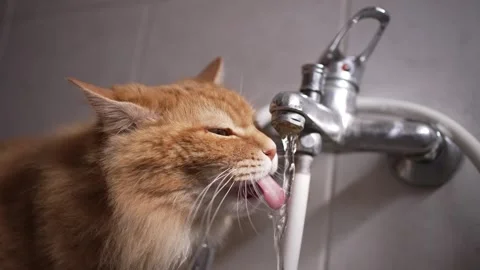A Red Fluffy Cat Slowly Drinks Water From The Tap In The Bathroom 動画素材 288012011