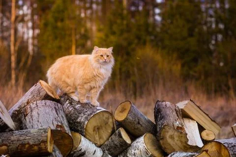 Red fluffy cat on trees cut for firewood is looking in the distance Stock Photos
