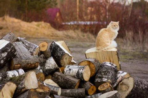 Red fluffy cat on trees cut for firewood is looking in the distance Stock Photos