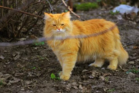 Red fluffy cat on a walk Stock Photos