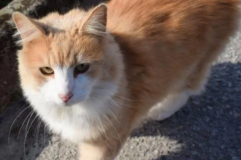 Red fluffy cat with white muzzle and white paws. Stock Photos