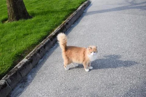 Red fluffy cat with white muzzle and white paws. Stock Photos