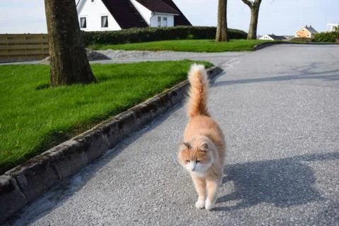 Red fluffy cat with white muzzle and white paws. Foto stock