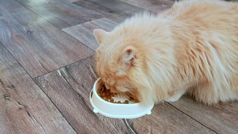 A red fluffy fat cat eats food from a plate. a ginger cat eats cat food from his 스톡 동영상 289334242