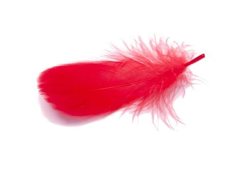 Red fluffy feather soft isolated on the white studio background Stock Photos