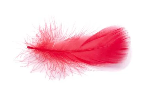 Red fluffy feather soft isolated on the white studio background Stock Photos