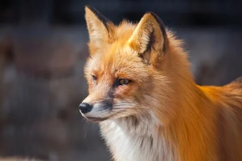 Red fluffy fox staring at something Stock Photos