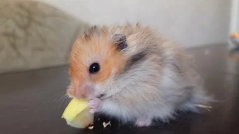 A red fluffy hamster, cute and fluffy, sits on the table in the room and eats a Stock Footage 294098633