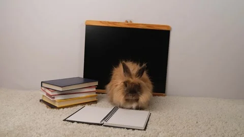 Red fluffy rabbit, school board and books. Stock Footage 297549595