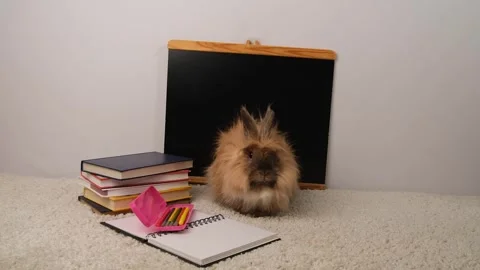 Red fluffy rabbit, school board and books. Stock Footage 297549604