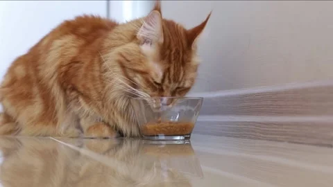 Red fluffy soft Maine coon cat eats food. A cat with an appetite eats food. Stock Footage 238501824