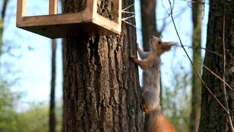 A red fluffy squirrel looks into the camera and runs away up a tree Stock Footage 201105479