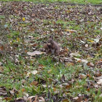 Red fluffy squirrel in the park Stock Photos