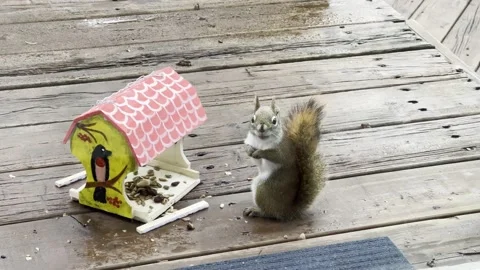 Red fluffy squirrel sitting eating from a feeder Stock Footage 230916476