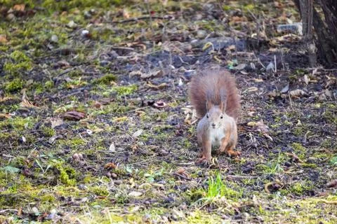 A red fluffy squirrel stands on its hind legs on the ground and looks around, Stock-Fotos