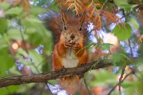 A red fluffy squirrel stands on its hind legs. Stock Photos
