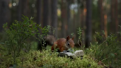 A red fluffy squirrel in a sunny dense forest finds food, nuts, seeds on a stone 스톡 동영상 139456378