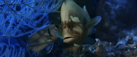 A Red-flushed Cod or a Redmouth Groper (Aethaloperca rogaa) hides behind a co Stock Footage 128424671