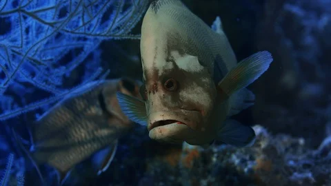 A Red-flushed Cod or a Redmouth Groper (Aethaloperca rogaa) hides behind a co Stock Footage 128429030