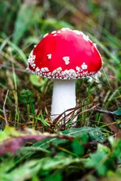 Red fly agaric against the background of the forest. Toxic and hallucinogen m Stock Photos