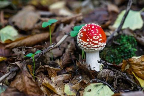 Red fly agaric against the background of the forest. Toxic and hallucinogen m Foto stock