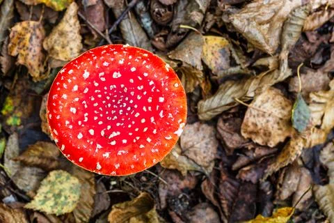 Red fly agaric against the background of the forest. Toxic and hallucinogen m Stock Photos