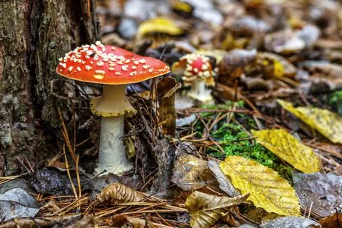 Red fly agaric against the background of the forest. Toxic and hallucinogen m Stock Photos