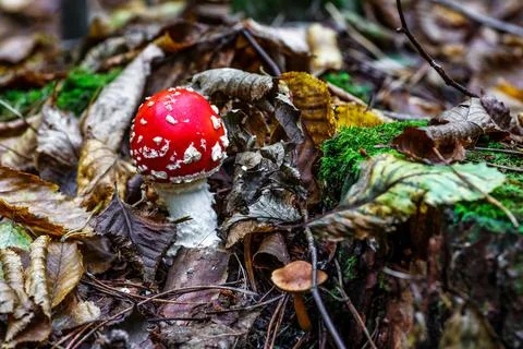 Red fly agaric against the background of the forest. Toxic and hallucinogen m Stock Photos