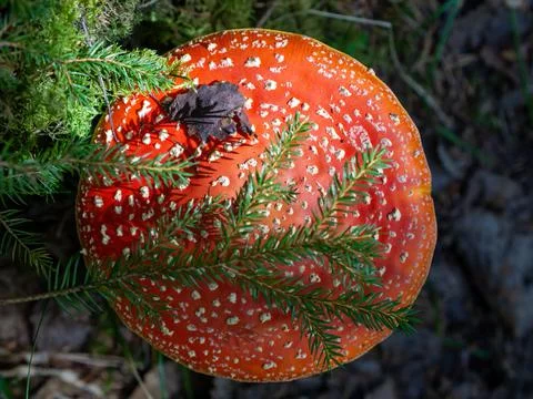 Red fly agaric against the background of the forest. Red fly agaric mushroom  Foto stock