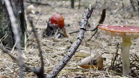 Red Fly Agaric Amidst Branches Stock Footage 255462495