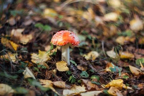 Red fly agaric on a blurred background of yellow autumn leaves close up. Stock Photos