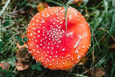Red fly agaric cap closeup. Poisonous mushroom amanita muscaria. Stock Photos