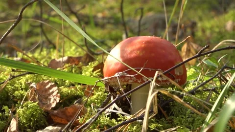 Red Fly Agaric close up in autumn Stock Footage 141365785