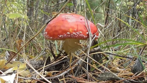 Red fly agaric close up Video stock 118803578