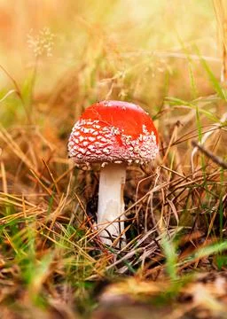 Red fly agaric in dry grass in the autumn forest against the background of Stock Photos