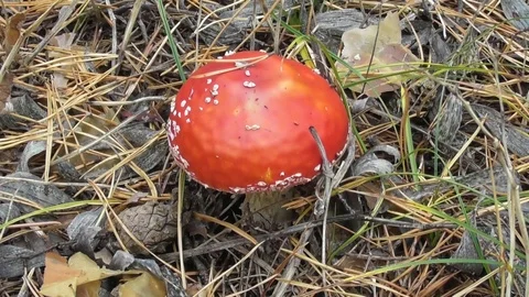 Red fly agaric Video stock 118803589