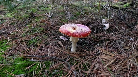 Red fly agaric in the forest close-up. Fly agaric in a coniferous forest Stock Footage 197384287