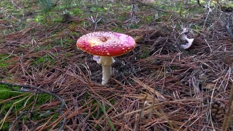 Red fly agaric in the forest close-up. Fly agaric in a coniferous forest Vídeos de archivo 199095107