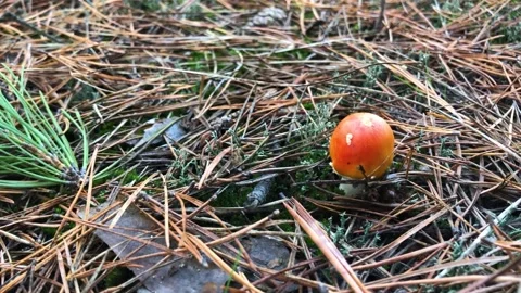 Red fly agaric in the forest close-up. Fly agaric in a coniferous forest Stock Footage 200824077