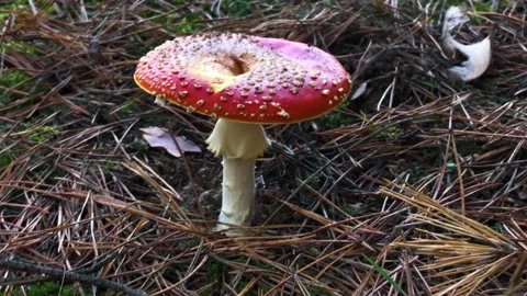 Red fly agaric in the forest close-up. Fly agaric in a coniferous forest Stock Footage 202612137