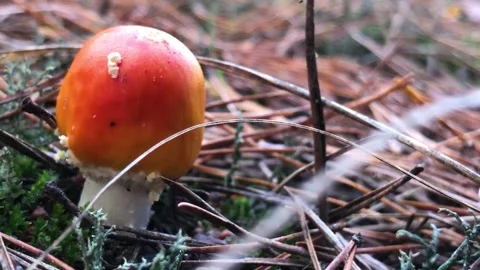 Red fly agaric in the forest close-up. Fly agaric in a coniferous forest Stock Footage 203816008