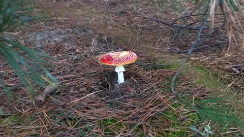 Red fly agaric in the forest close-up. Fly agaric in a coniferous forest Video stock 207406918