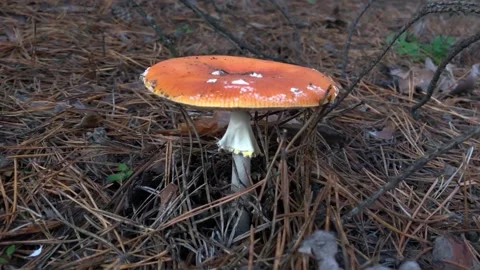 Red fly agaric in the forest close-up. Fly agaric in a coniferous forest Video stock 217815005