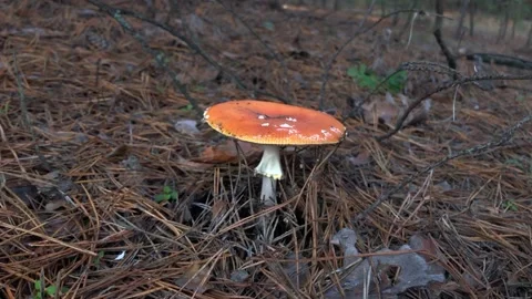 Red fly agaric in the forest. Fly agaric in a coniferous forest. hallucinogenic Video stock 197384348
