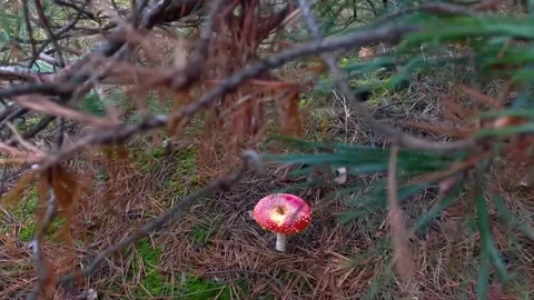 Red fly agaric in the forest. Fly agaric in a coniferous forest. hallucinogenic Stock Footage 200824031