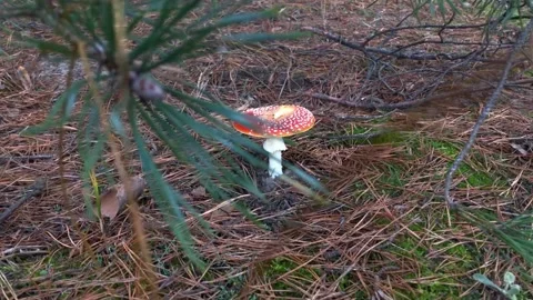 Red fly agaric in the forest. Fly agaric in a coniferous forest. hallucinogenic Video stock 200824123