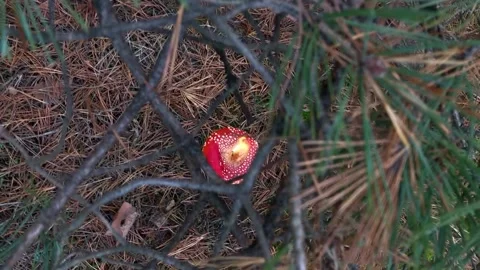 Red fly agaric in the forest. Fly agaric in a coniferous forest. hallucinogenic Stock Footage 200824143