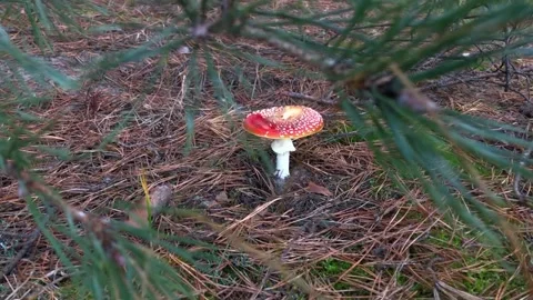 Red fly agaric in the forest. Fly agaric in a coniferous forest. hallucinogenic Video stock 202612162
