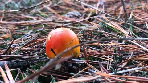 Red fly agaric in the forest. Fly agaric in a coniferous forest. hallucinogenic Stock Footage 204713398